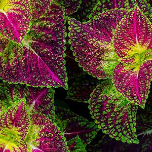 Plectranthus Barbatus