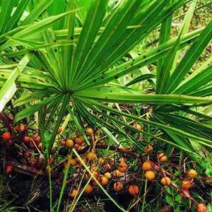 Sabal Extract